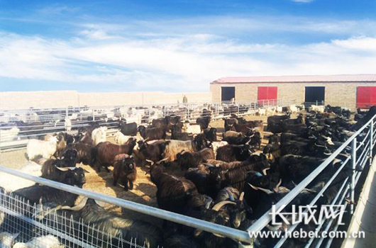 长城网：村民入股种植养殖业 mg冰球突破驻村组建“幸福”存折